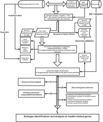 Telomere maintenance-related genes are important for survival prediction and subtype identification in bladder cancer